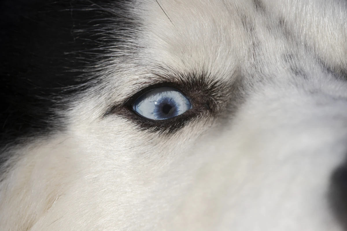 Le Droit des animaux : un enjeu majeur pour une société éthique et responsable